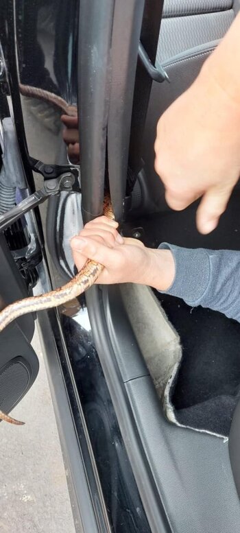 Corn-snake-rescued-from-car-being-delivered-from-Tipton-dealership.-Pic-credit-Linjoy-Wildlife...jpg