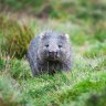 Wombat51