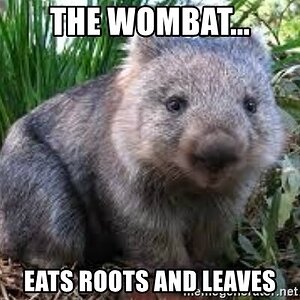 Wombats.jpg