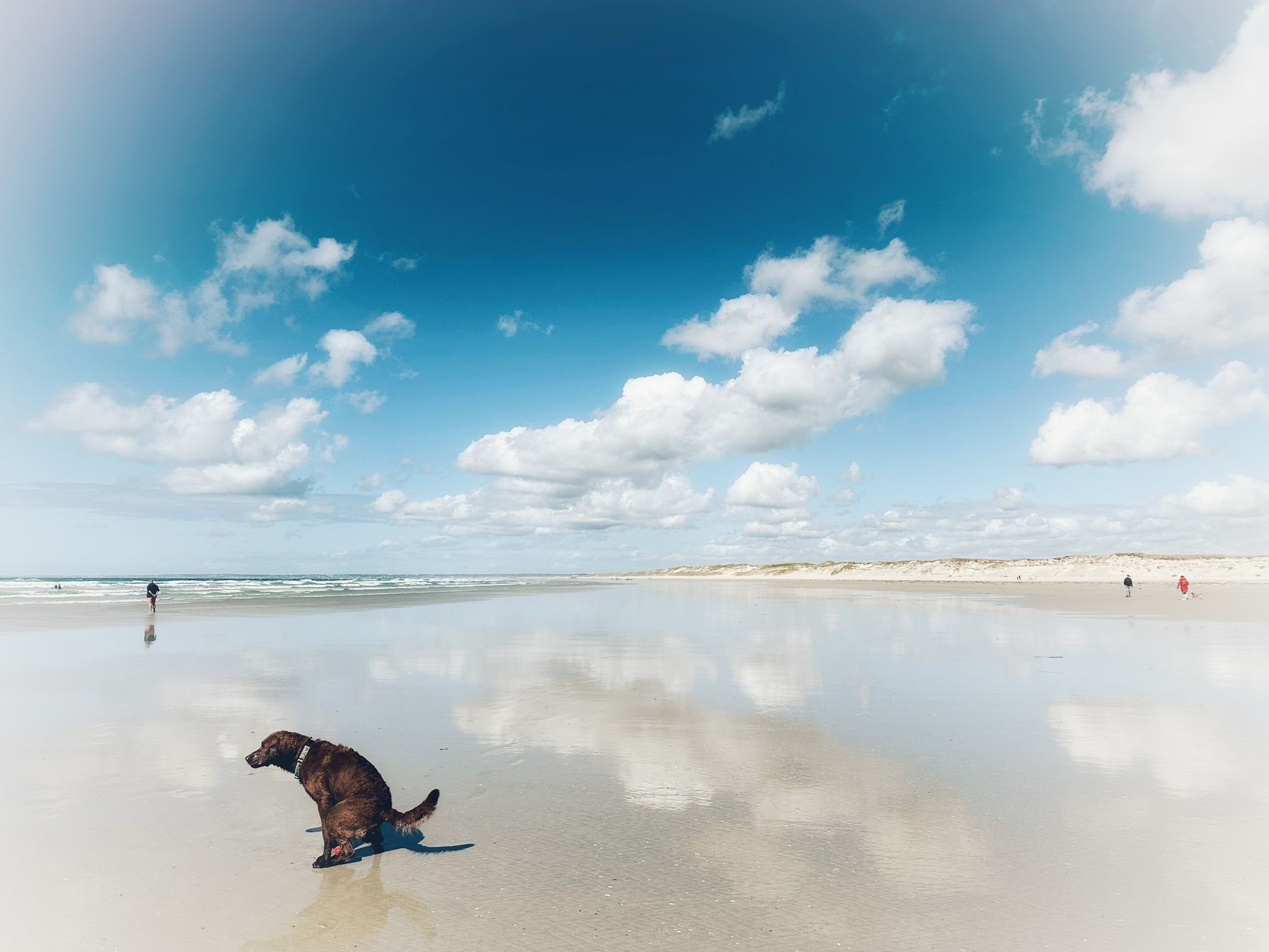 Babar Shit Pointe de la Torche.JPG