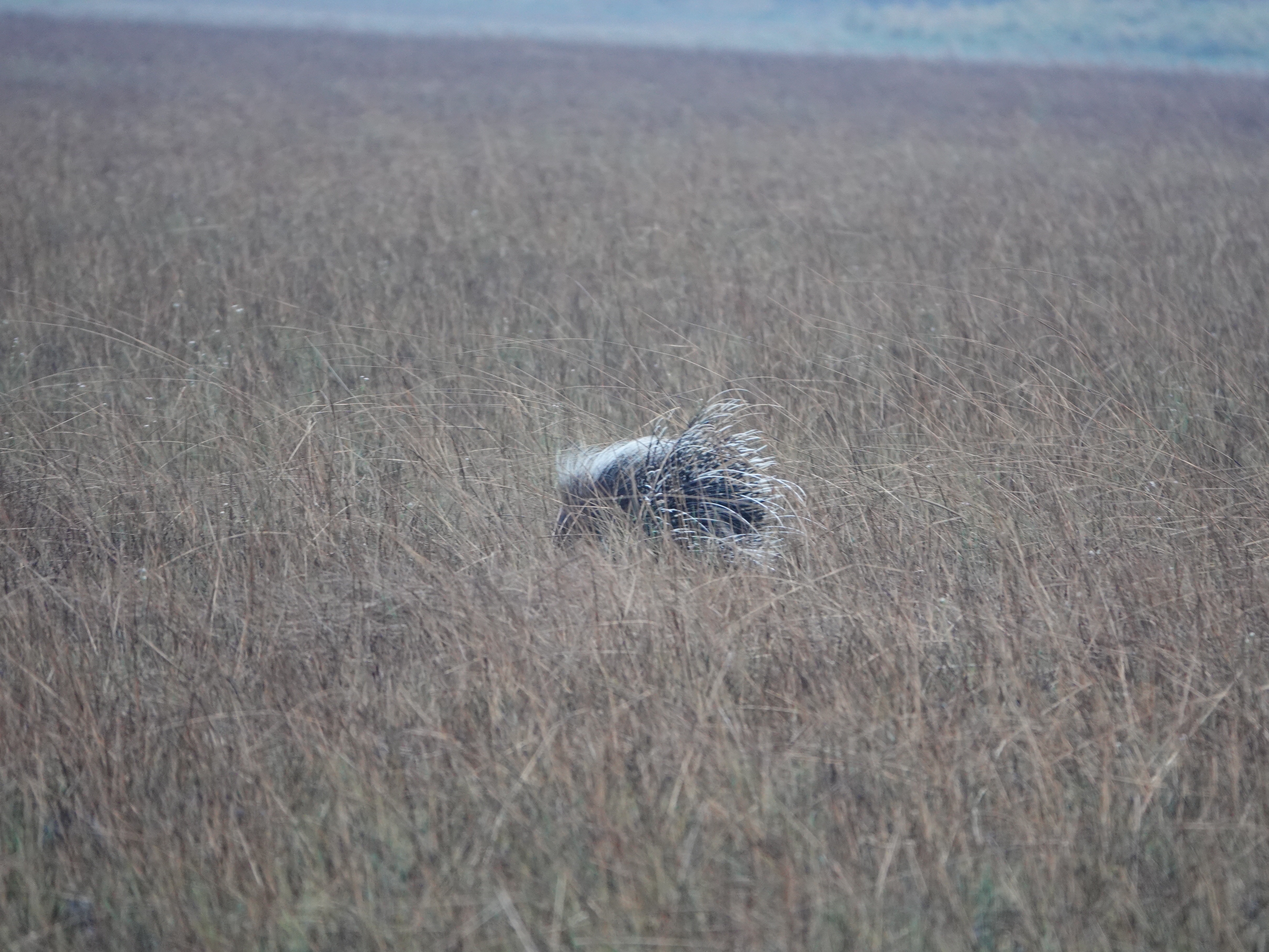 DSC01079.jpeg