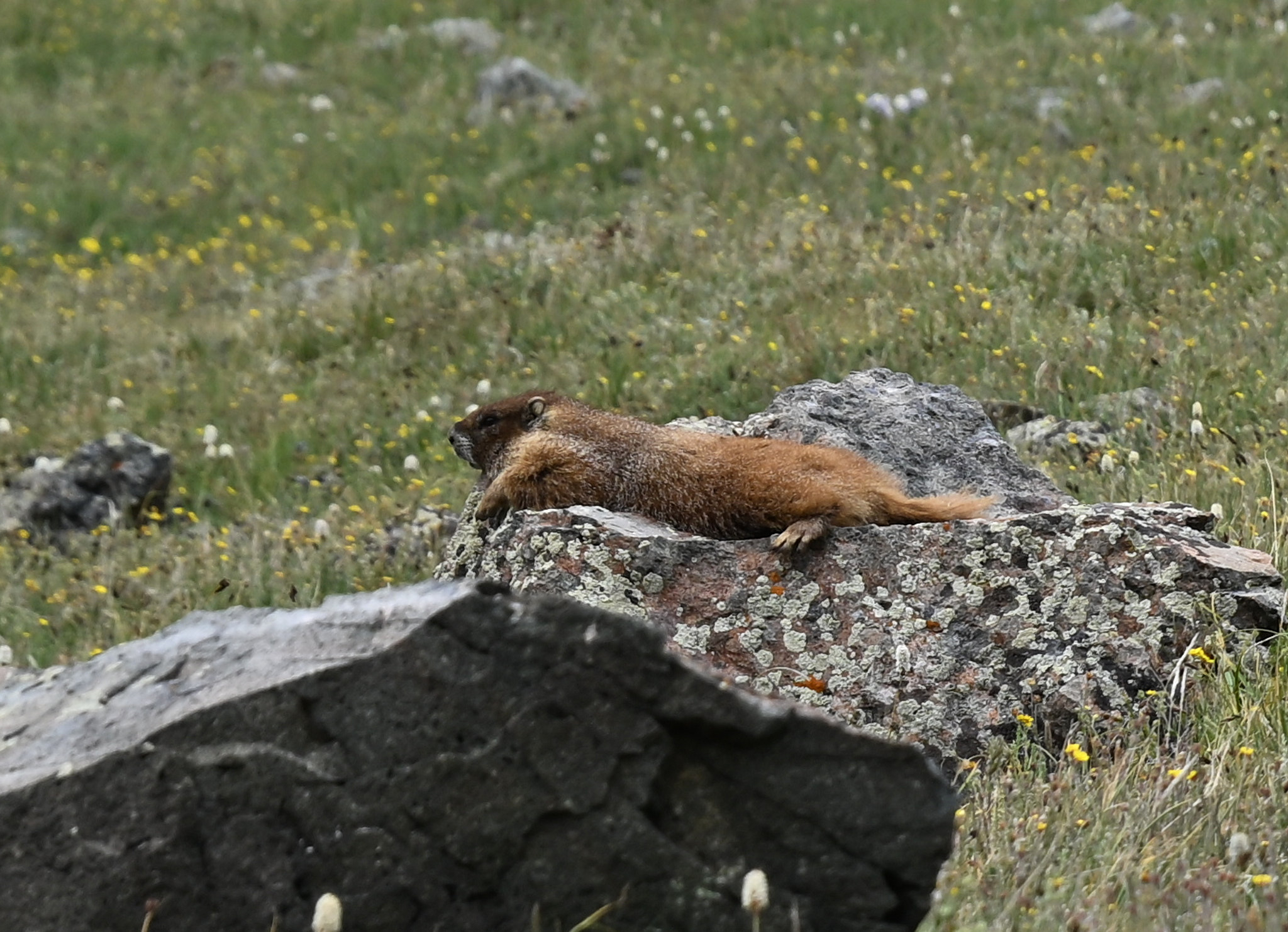 DSC_2412.jpg