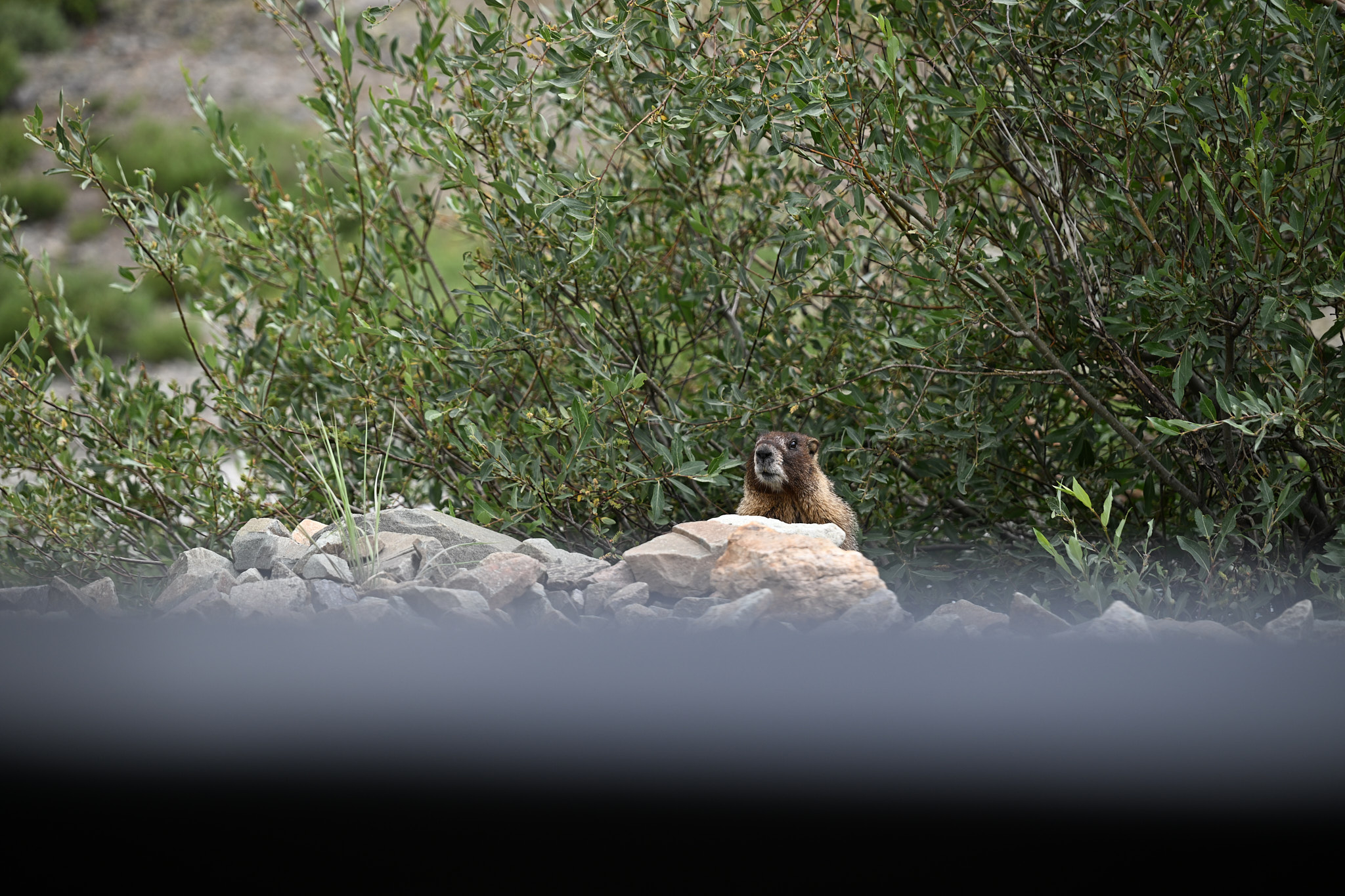DSC_2445.jpg