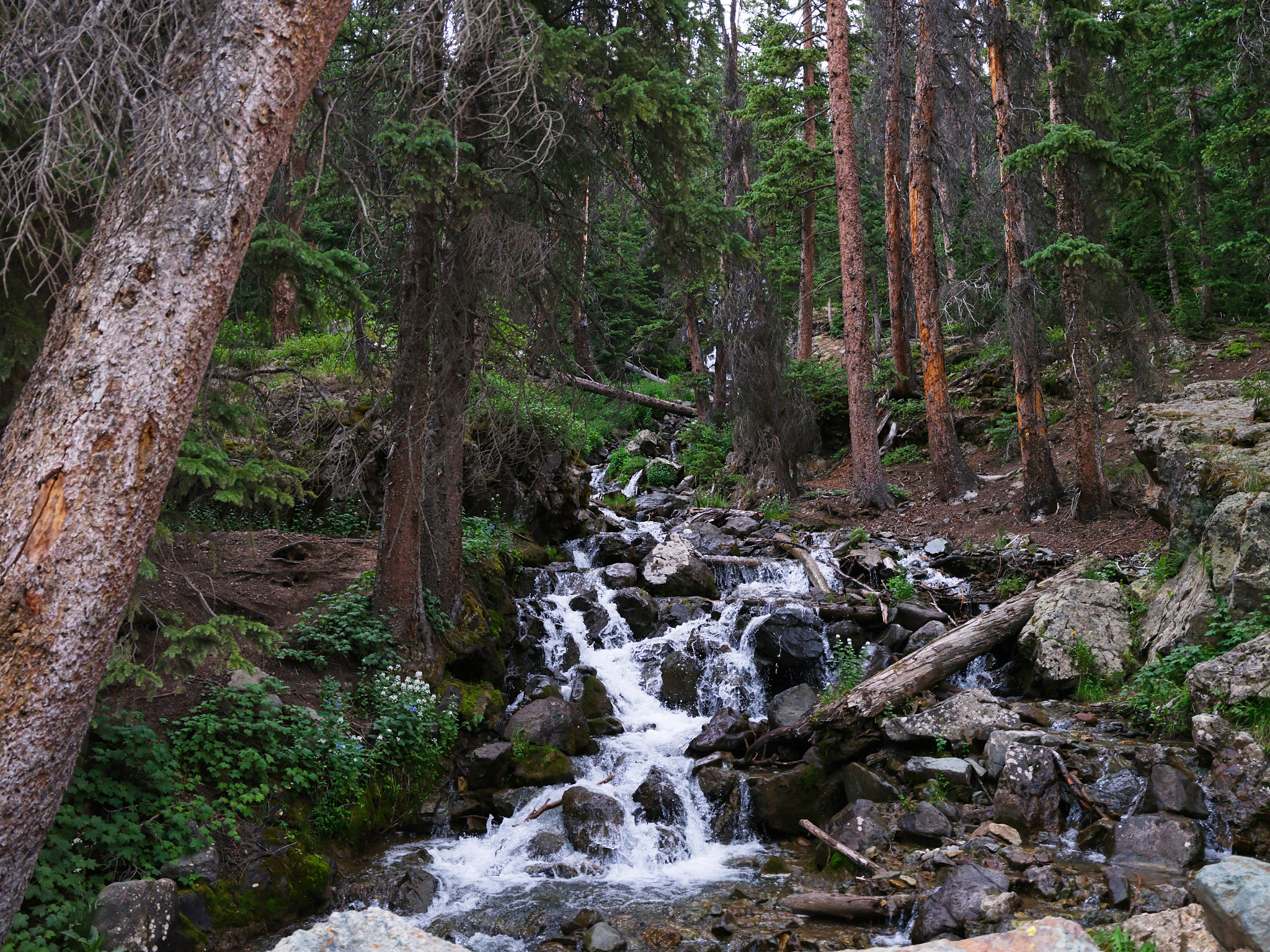 DSCF0065.jpg