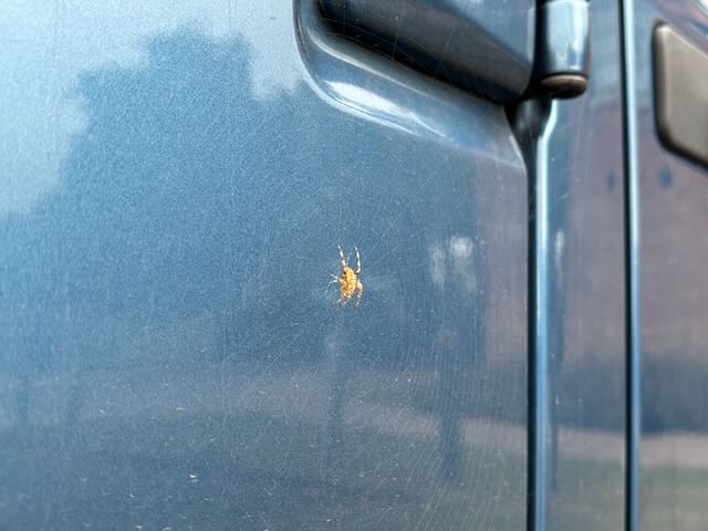 Genadier spider - 1.jpeg