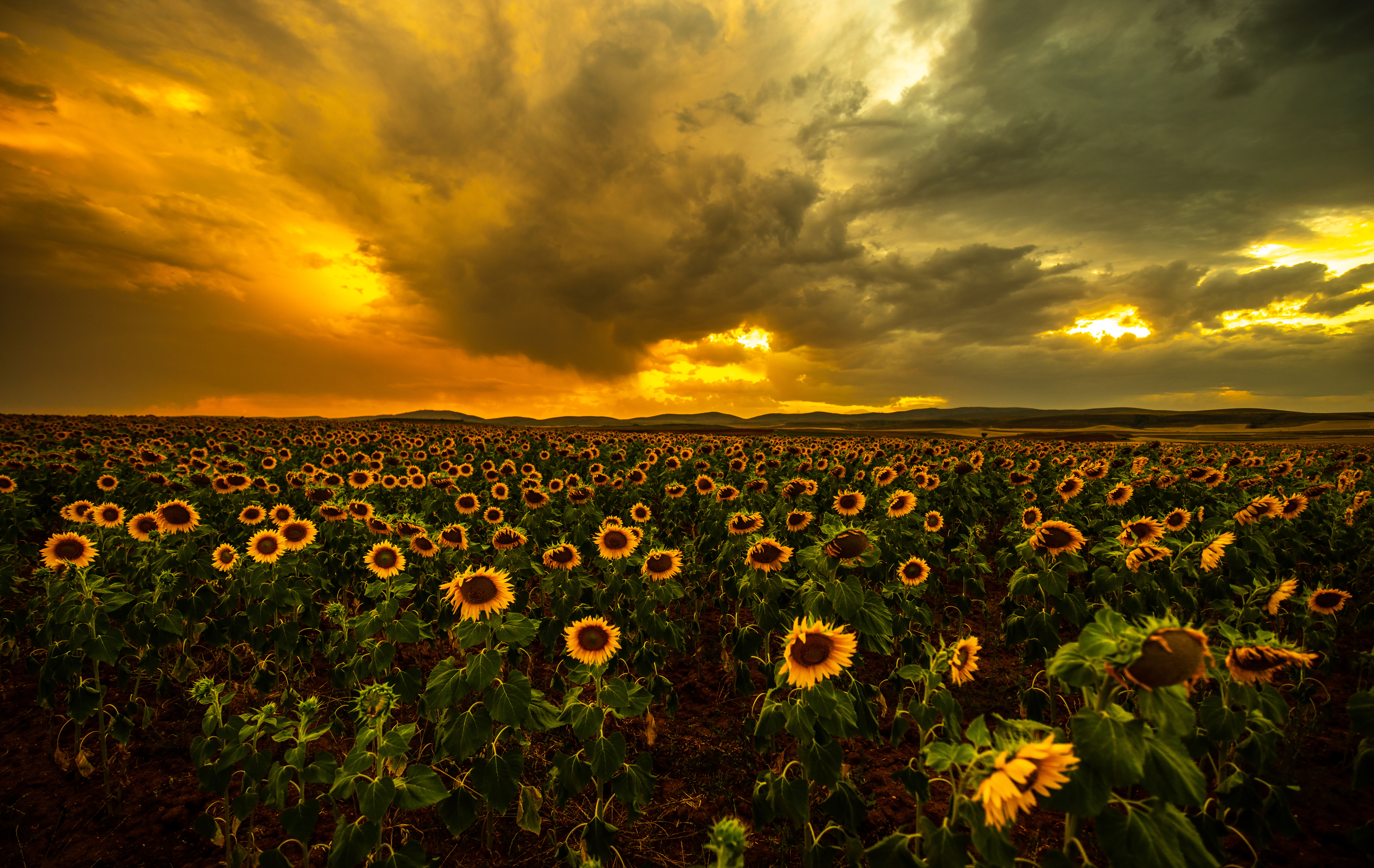 Girasoles-1-13.jpg