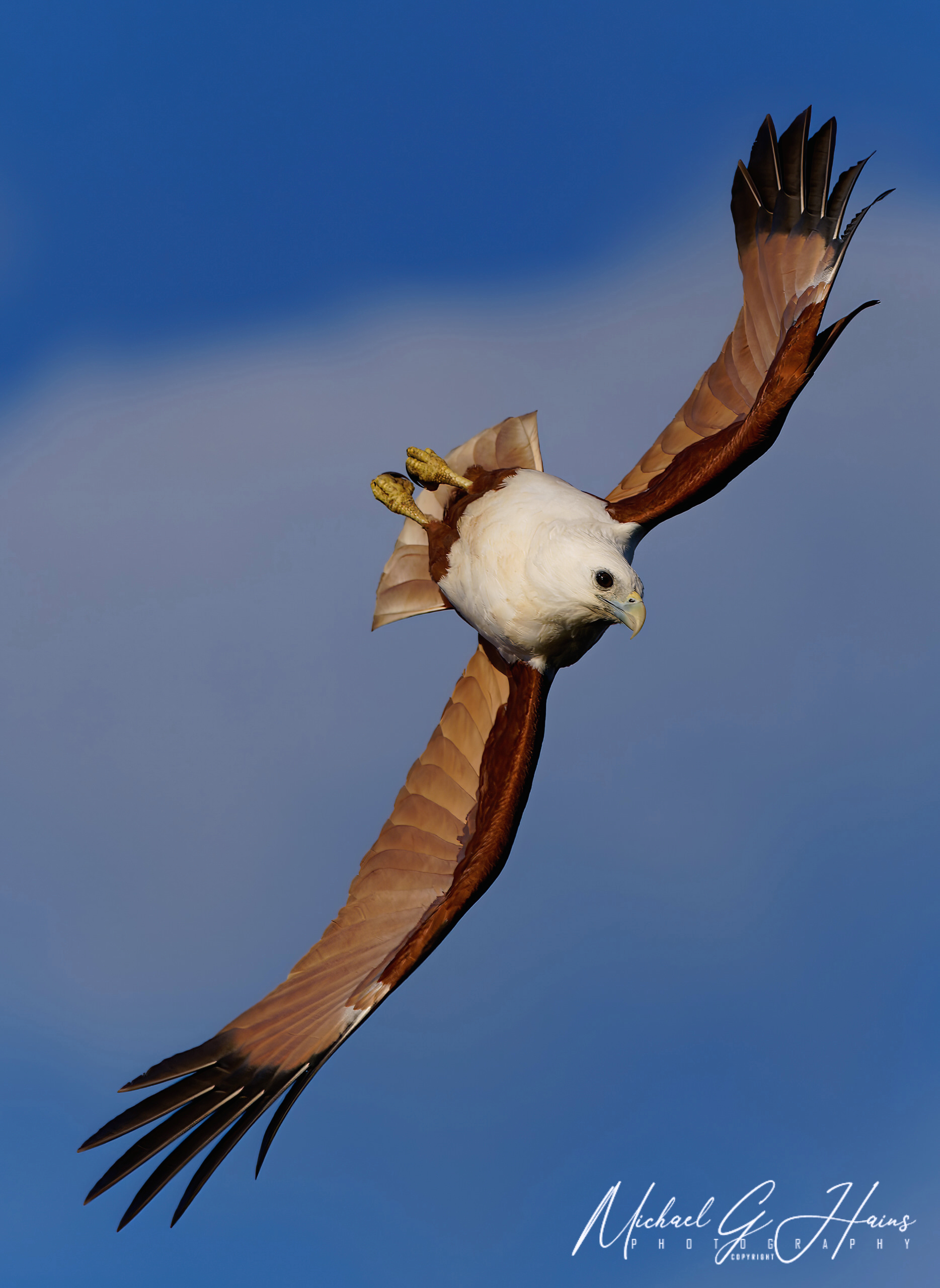Haliastur indus-SAI-MotionWM.jpg