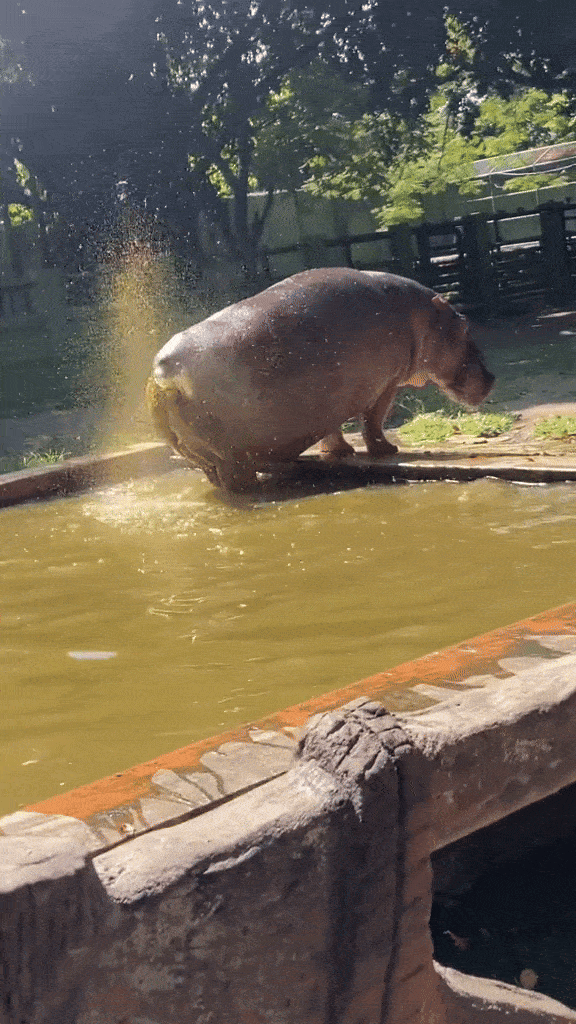 hippo-splashes-faeces.gif
