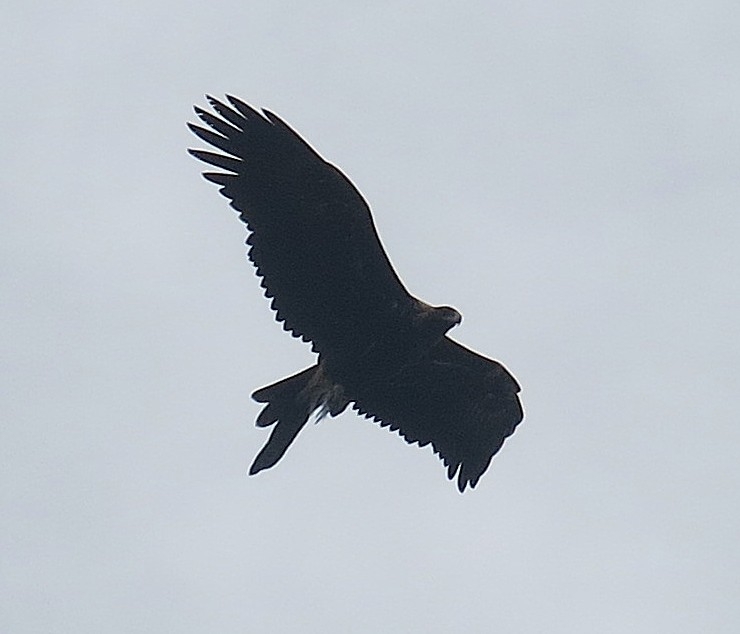 IMG_63430.JPG