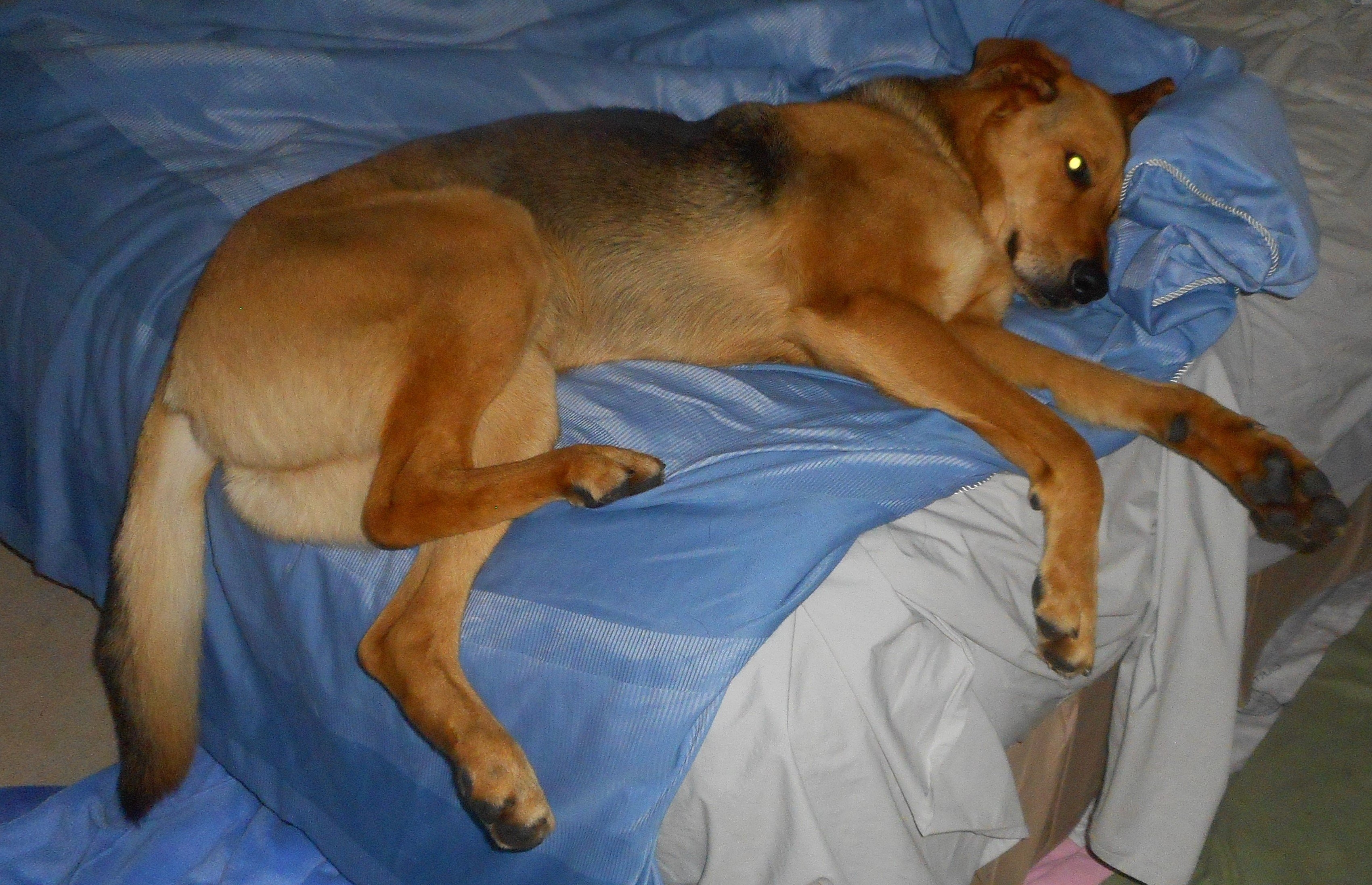 jack king size (2).JPG