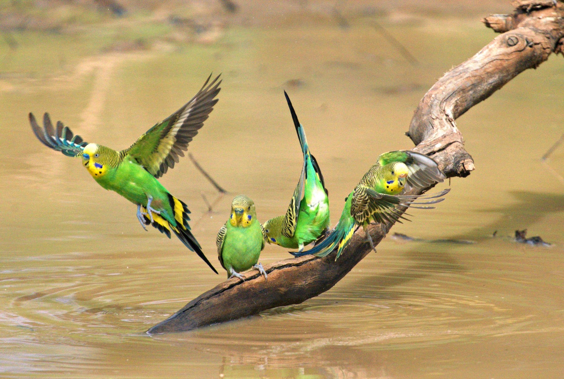 Melopsittacus undulatus - 0183_Radiant.jpg
