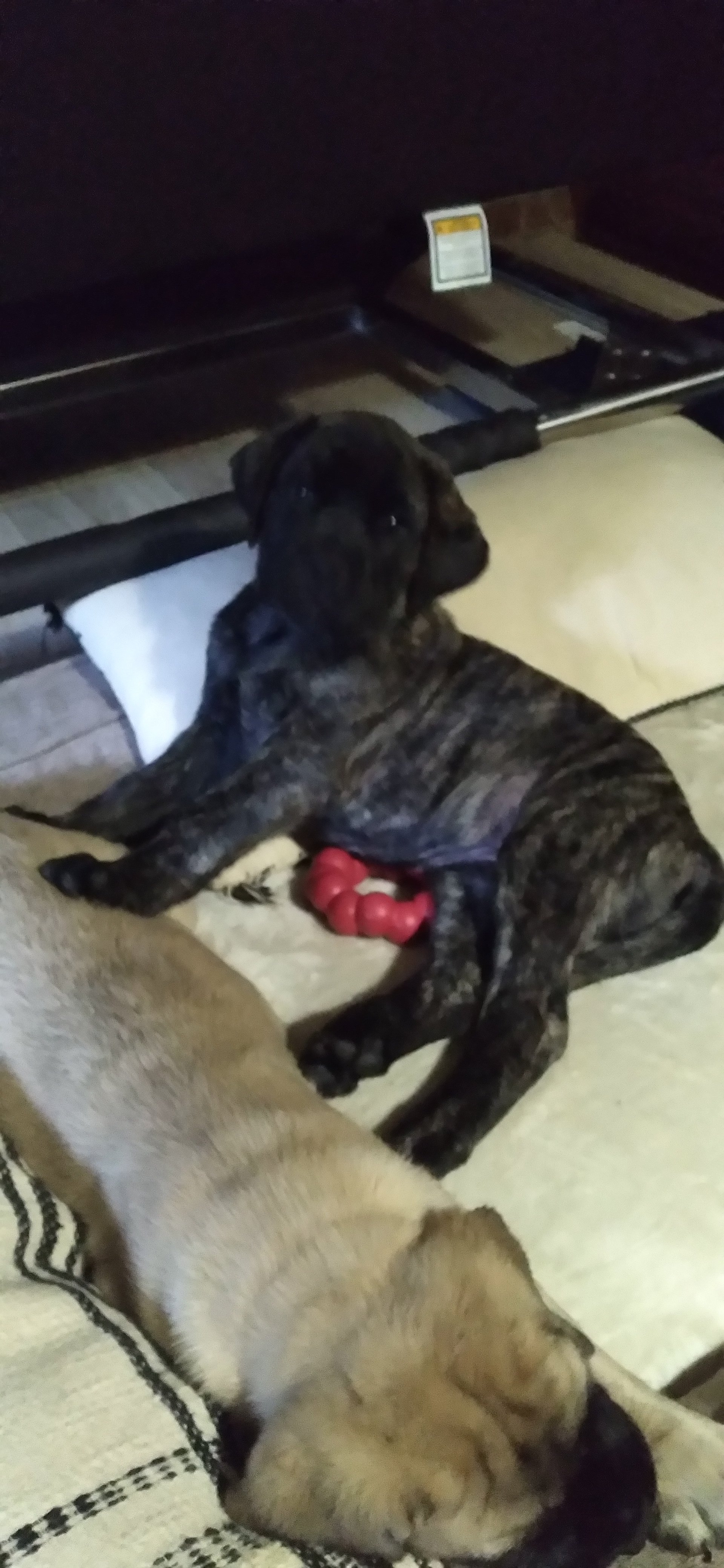 Pepper&Colman 8 wks.jpg