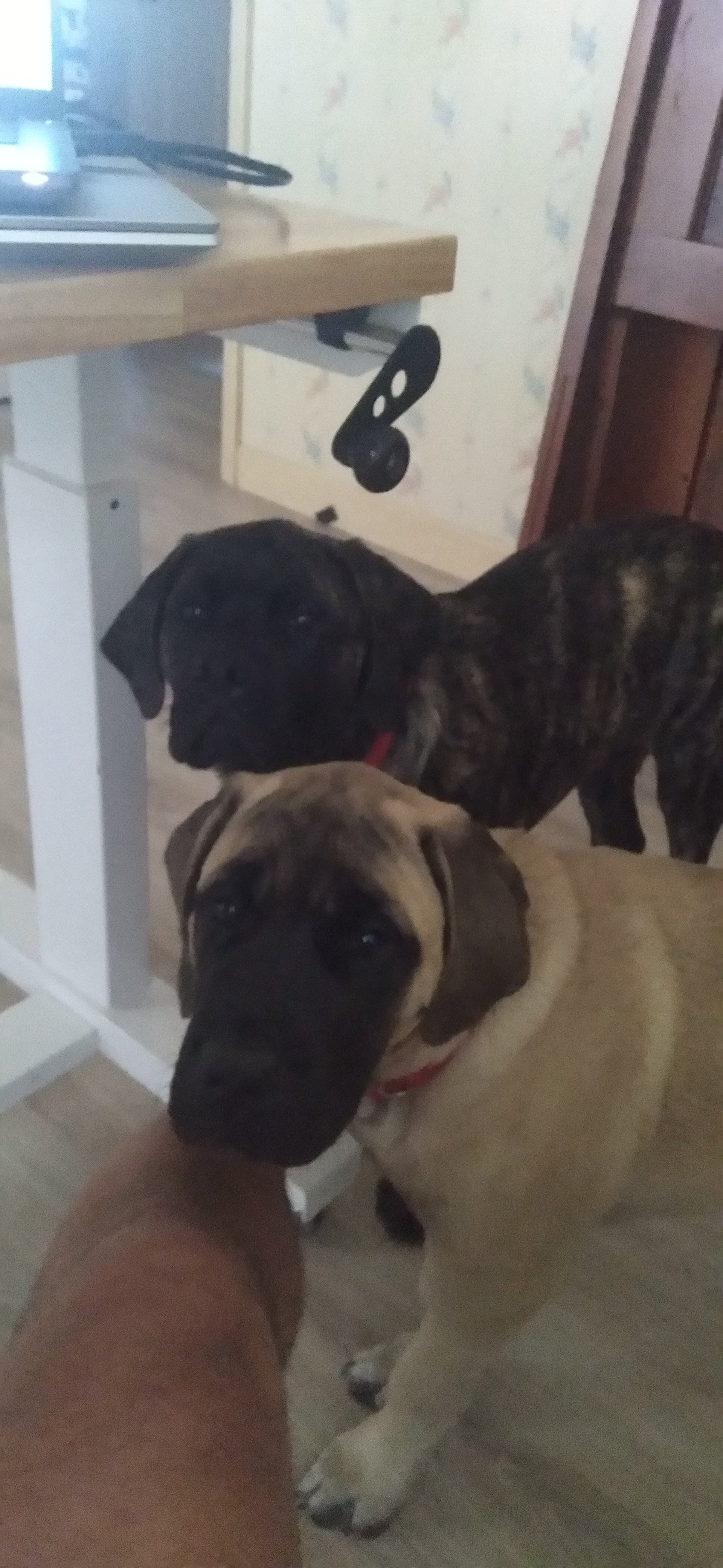 Pepper&Colman.jpg
