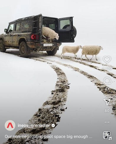 sheep 1.jpg
