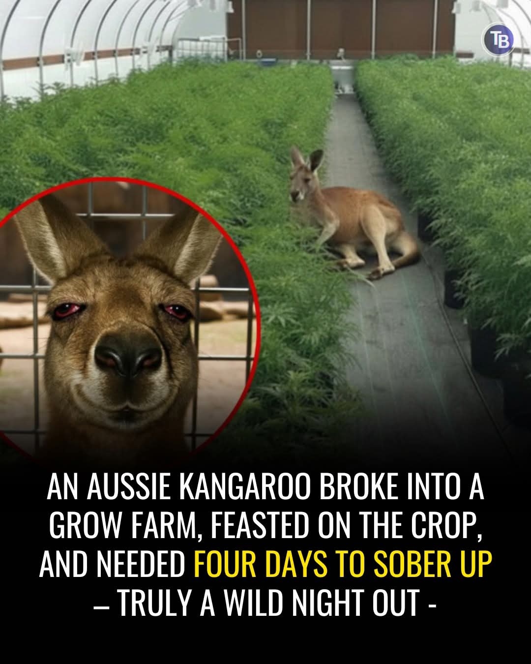Stoned roo.jpg